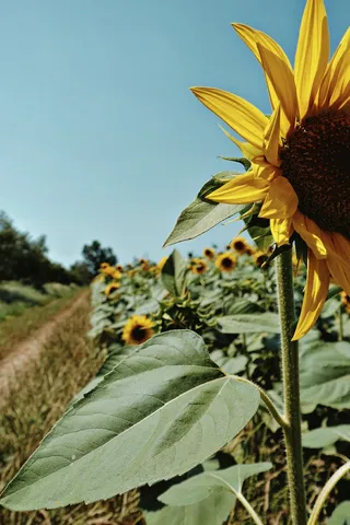 黄色向日葵摄影素材