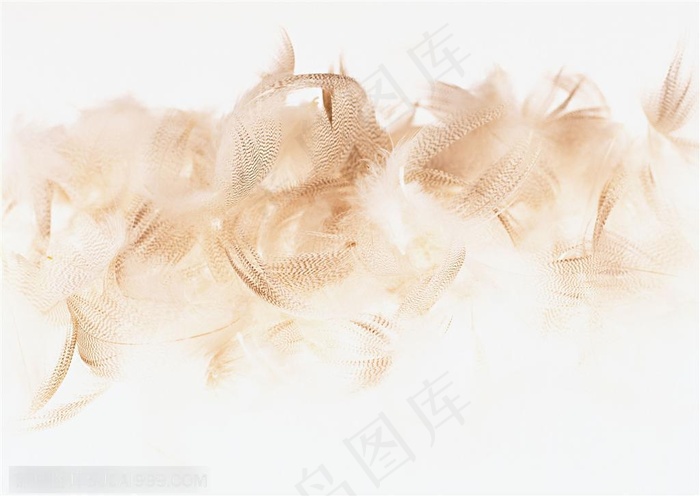羽毛-堆放在一起的羽毛特写