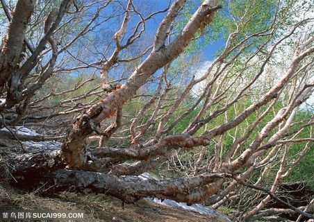 自然风景-蓝天白云下的白桦树枝干