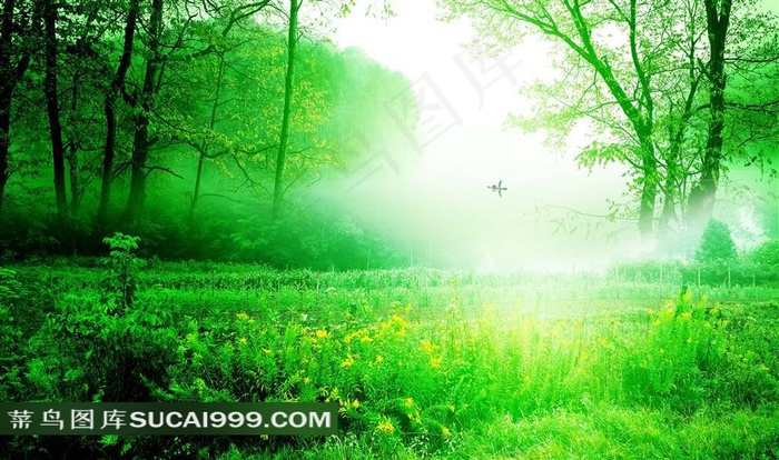 梦幻森林风景图片下载