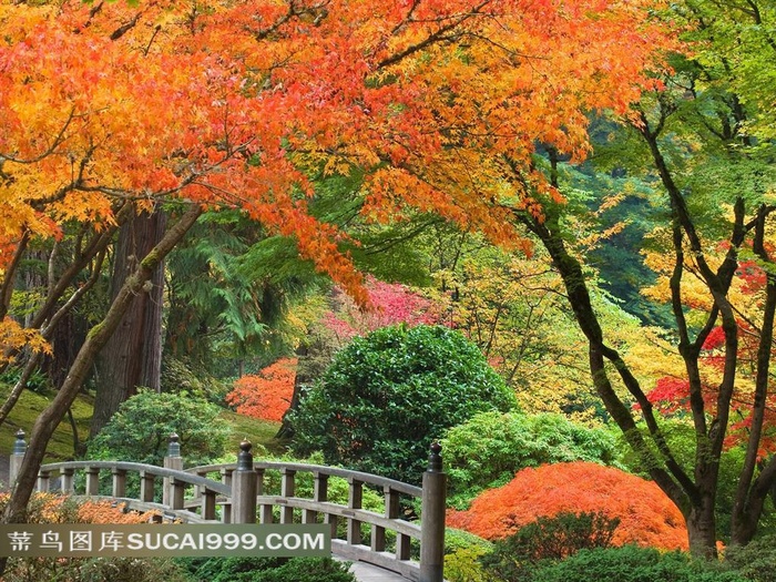 树林风光风景图片