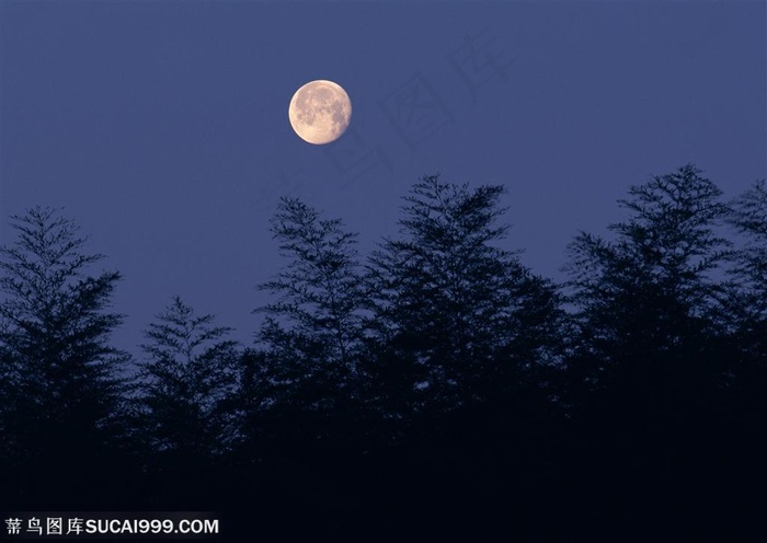 树木树叶-山林间的天空上挂着一轮明月