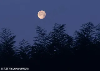树木树叶-山林间的天空上挂着一轮明月