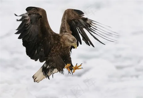 老鹰雪地捕猎野生动物鸟图片 老鹰雪地捕猎野生动物鸟图片