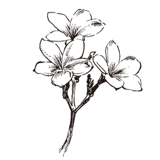 线条草本花卉手绘植物-鸡蛋花