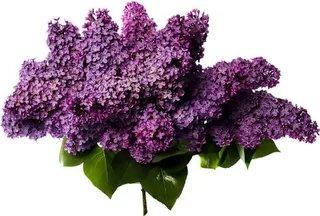 紫丁香 PNG免抠