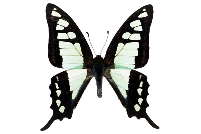 蝴蝶 彩蝶 花蝴蝶 动物 昆虫 免抠 (22)