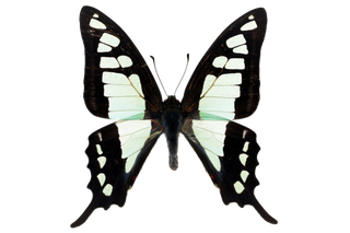 蝴蝶 彩蝶 花蝴蝶 动物 昆虫 免抠 (22)