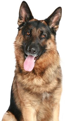 德国牧羊犬 PNG免抠(514x954)