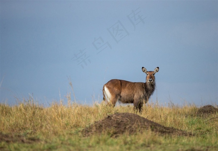 野鹿唯美野生动物图片