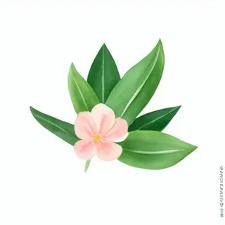 一朵花有绿叶环绕png免抠