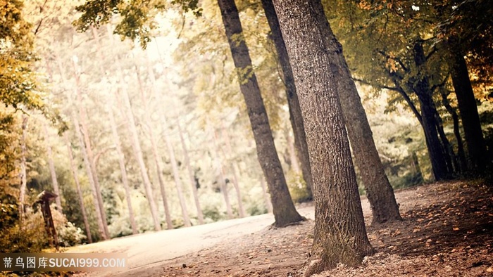 森林大树风景画壁纸