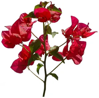 高清树木素材 免抠PSD植物素材 美术绘画园林贴图 树草灌木花草