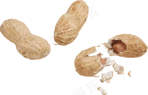 免扣png花生 