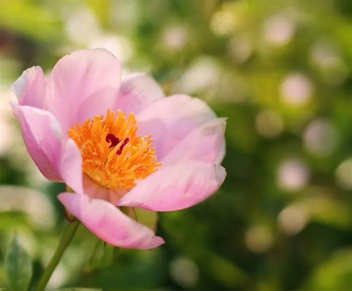 唯美鲜花高清摄影图片