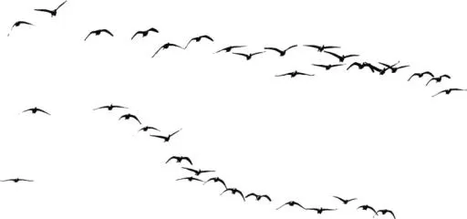 鸟 PNG免抠(800x375)