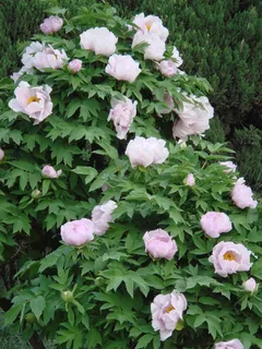 高清牡丹花素材图片 高清牡丹花素材图片