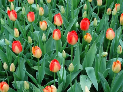 高清郁金香花海鲜花图片