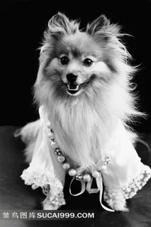 宠物犬小狗 博美黑白照片 宠物犬小狗 博美黑白照片