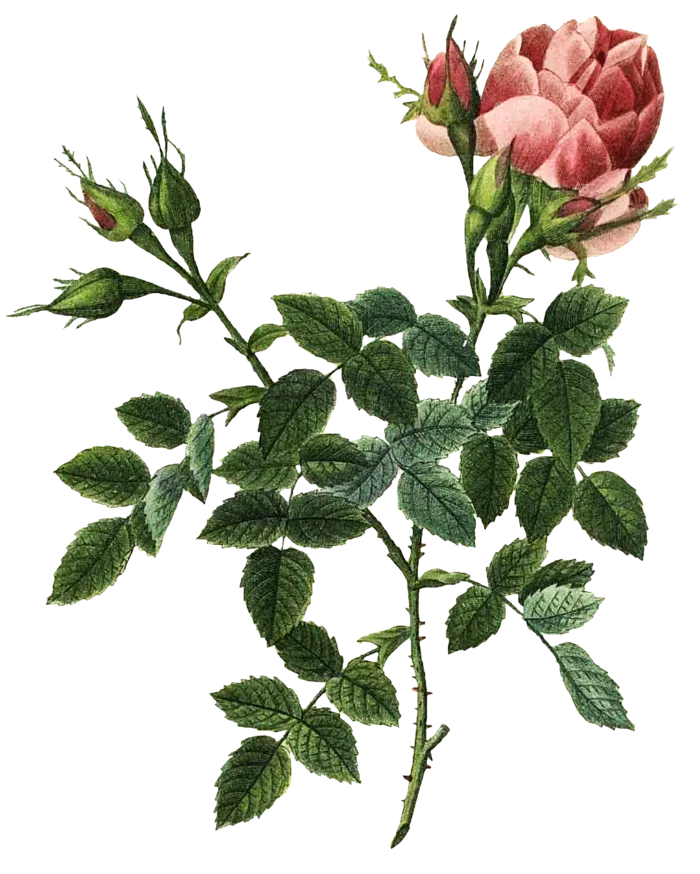 复古手绘植物花卉玫瑰花PNG免扣图案高清图片PS设计素材图