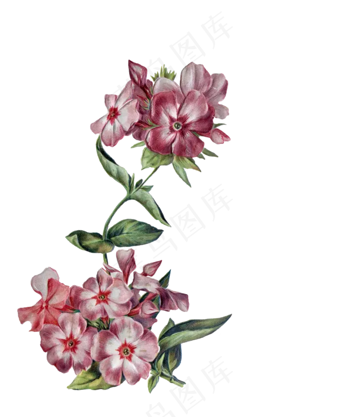 花, 安排, 忙着丽兹, 装饰性的