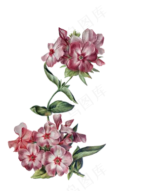 花, 安排, 忙着丽兹, 装饰性的