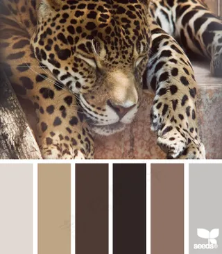 动物配色色卡色彩搭配