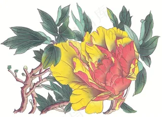 花卉设计摄影图片