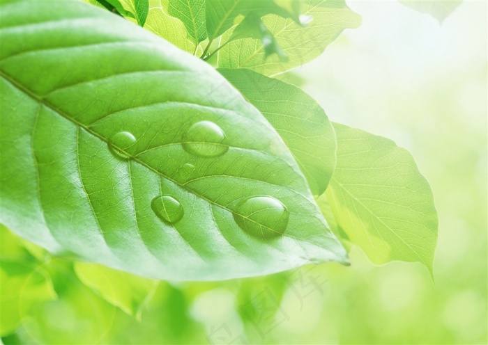 高清植物和水滴图片