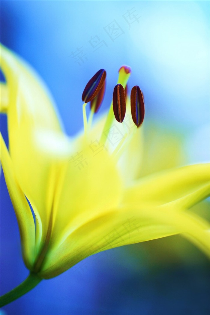 唯美黄色花蕊鲜花图片