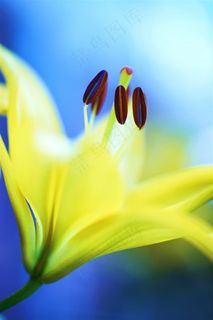 唯美黄色花蕊鲜花图片