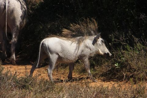 猪动物家畜畜生养猪农村牧场养殖黑猪野猪