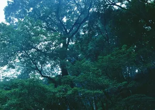 森林树木美丽的素材