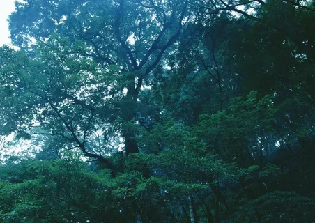 森林树木美丽的素材 森林树木美丽的素材