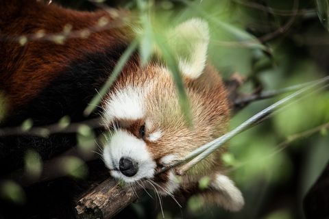 小熊猫睡觉图片 小熊猫睡觉图片
