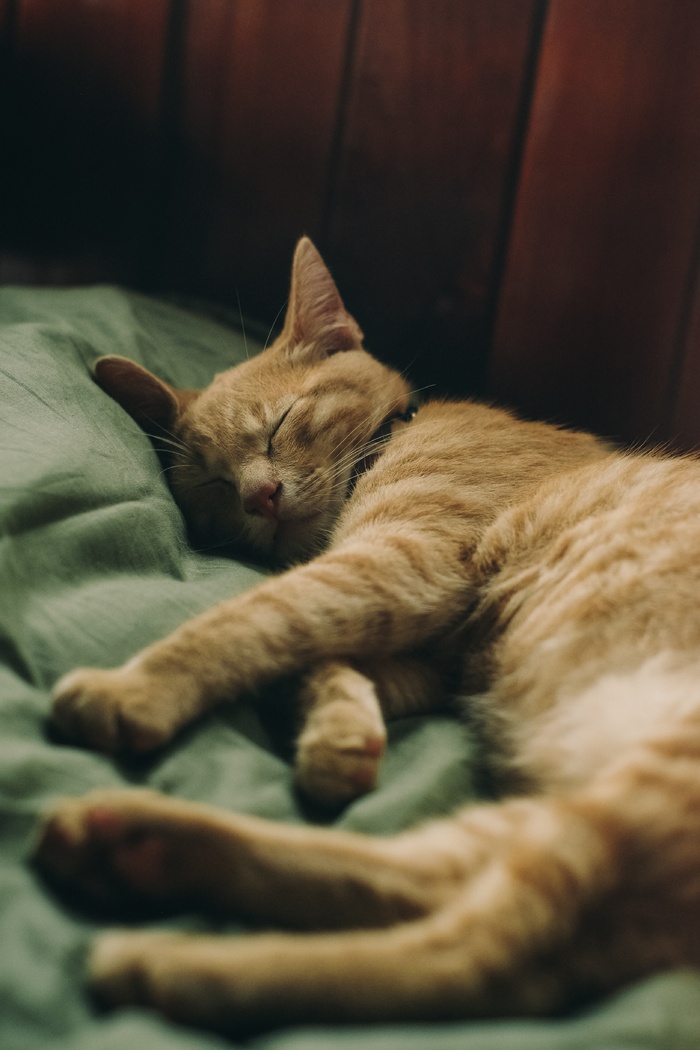 可爱猫咪猫猫摄影素材