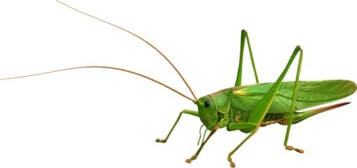 蚱蜢 PNG免抠(700x330)