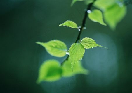 树木风景美丽的素材