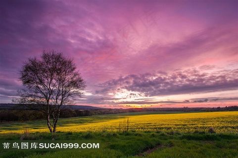 黄昏的紫色天空下的草坪和树