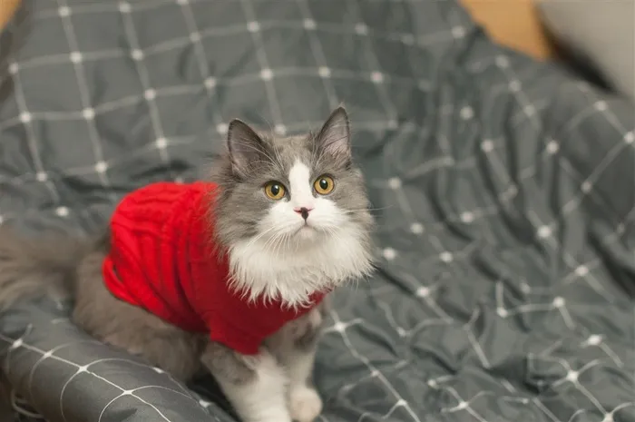 可爱顽皮的猫咪大图