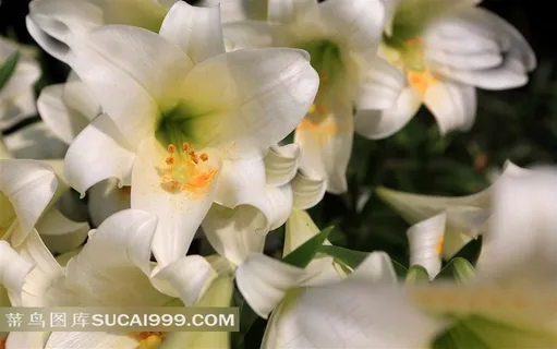 漂亮的百合花素材