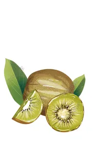 猕猴桃抽象图
