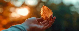 秋天手拿秋叶落日光照，温馨特写，立秋秋分摄影图