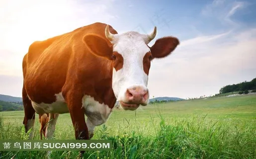 农场系列 - 温顺可爱的奶牛