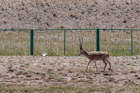 青海可可西里藏羚羊