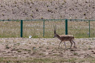 青海可可西里藏羚羊