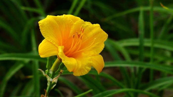 鲜花系列萱草花图