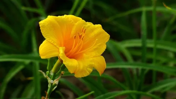 鲜花系列萱草花图 鲜花系列萱草花图