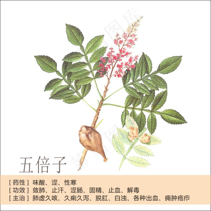 手绘草本中药药材五倍子