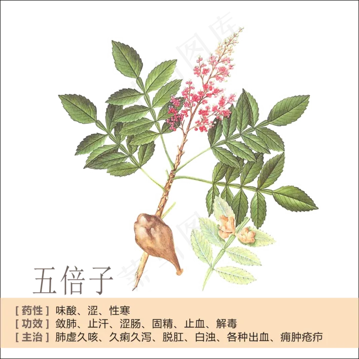 手绘草本中药药材五倍子